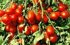 Сорт томата: Рэпид f1